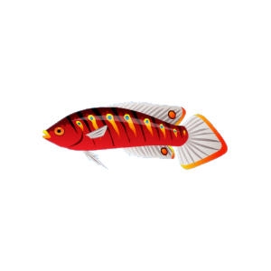 Red Diamondtail Wrasse